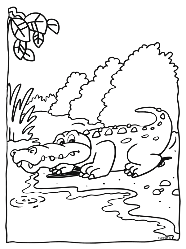 Kleurplaat Krokodil In De Dierentuin Kleurplatennl